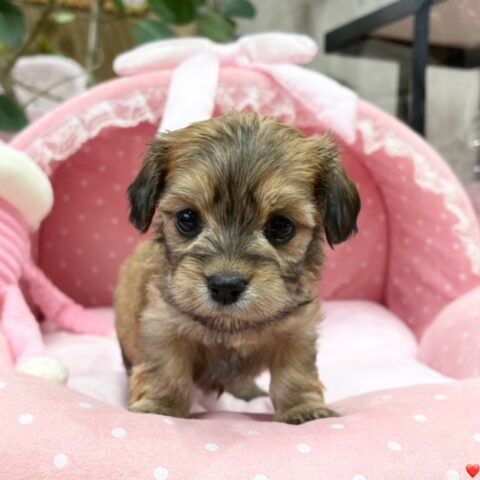 マルックス　らんらん・３ちゃんサムネイル