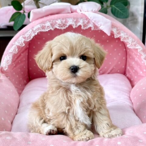 マルプー　マウ・３ちゃんサムネイル