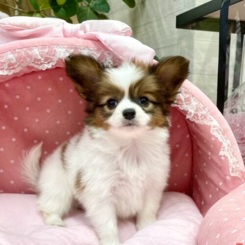 パピヨン　ヘデラ・１君