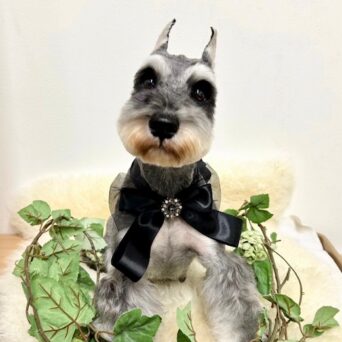 お母さん卒業犬　Rちゃんサムネイル