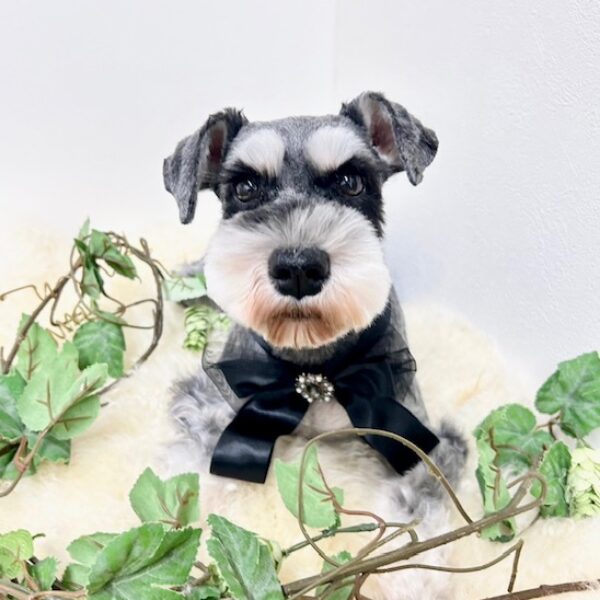 ミニチュアシュナウザー Aちゃん | 【公式】子犬のブリーダー