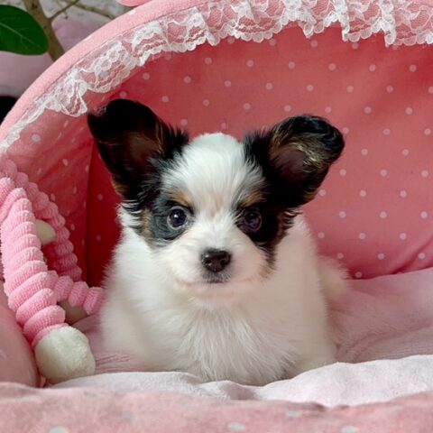 パピヨン　ユニコーン・２ちゃんサムネイル