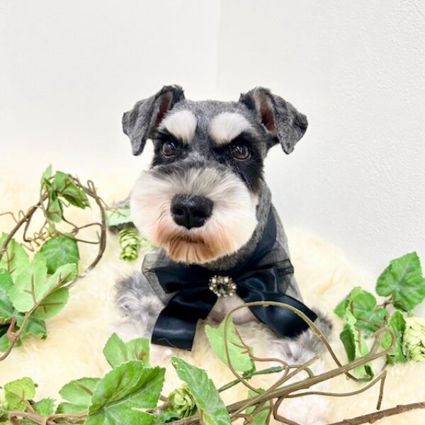 ミニチュアシュナウザー Aちゃん | 【公式】子犬のブリーダー