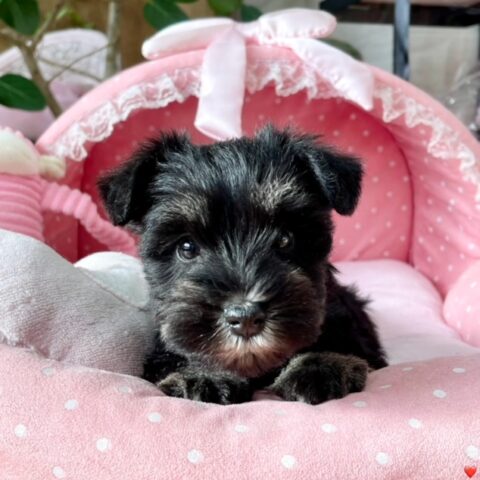 ミニチュアシュナウザー　ゆお・１ちゃんサムネイル