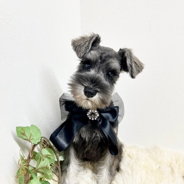 ミニチュアシュナウザー のんのん・2ちゃん | 【公式】子犬の