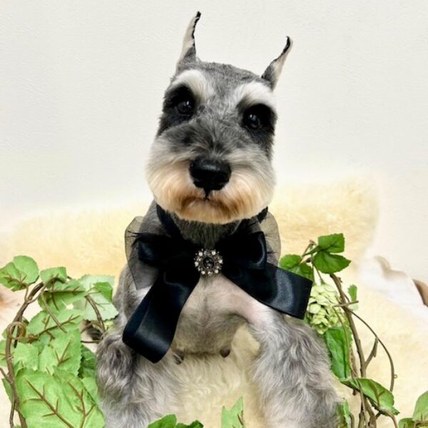 お母さん卒業犬 Rちゃん | 【公式】子犬のブリーダー・ミニチュア