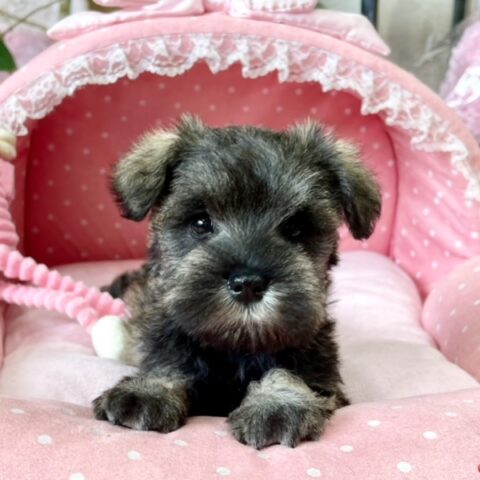ミニチュアシュナウザー　ここの・１ちゃんサムネイル