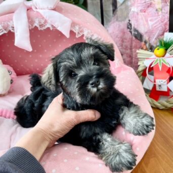ミニチュアシュナウザー　ゆお・４ちゃんサムネイル