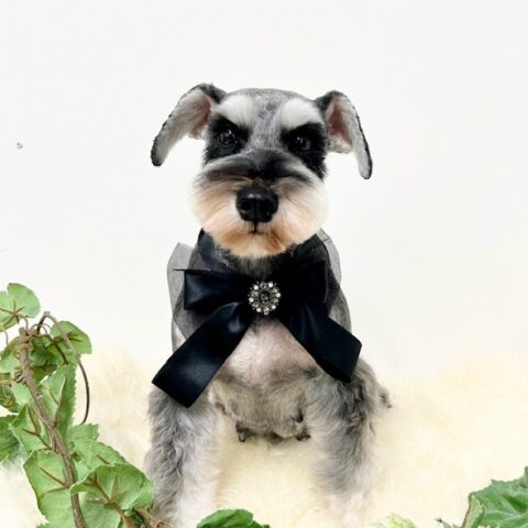 お母さん卒業犬　Sちゃんサムネイル