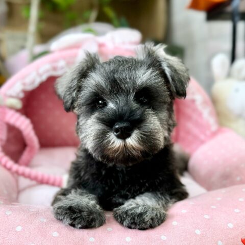 ミニチュアシュナウザー　セラ・３ちゃんサムネイル