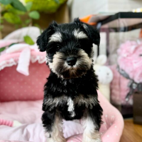 ミニチュアシュナウザー　りつね・１ちゃんサムネイル
