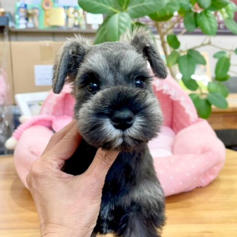 ミニチュアシュナウザー　ほなみ・２ちゃんサムネイル