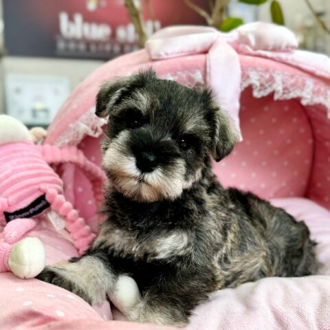 ミニチュアシュナウザー　コア・１ちゃんサムネイル