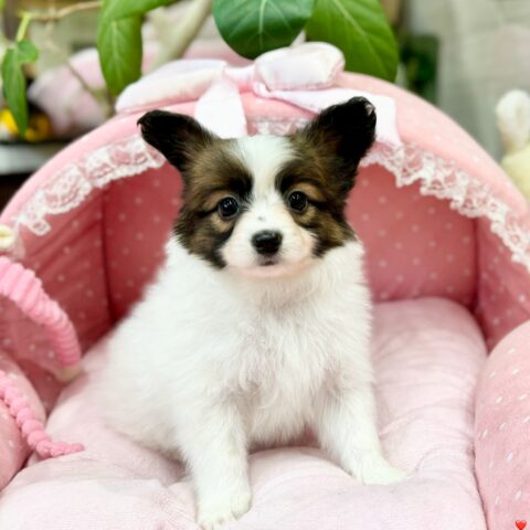 パピヨン　サファイア・１君サムネイル