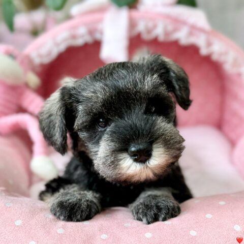 ミニチュアシュナウザー　桃・１ちゃんサムネイル