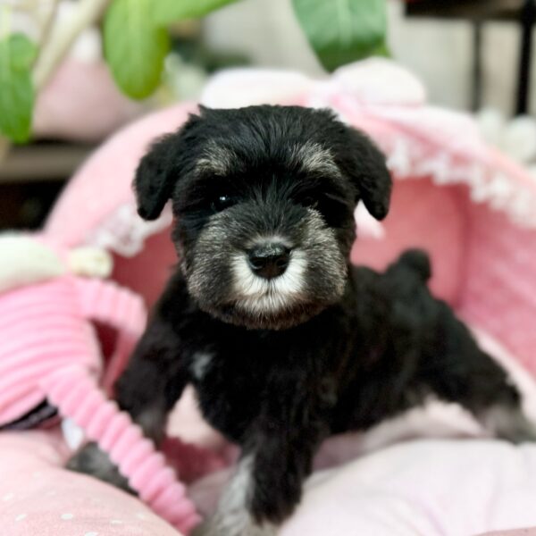 014 ポケットブリーダー 3種 014 ポケットブリーダー 3種 Amazon.co.jp: コレクト バインダー用