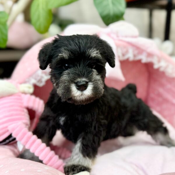 ミニチュアシュナウザー くぐみ・3ちゃん | 【公式】子犬のブリーダー