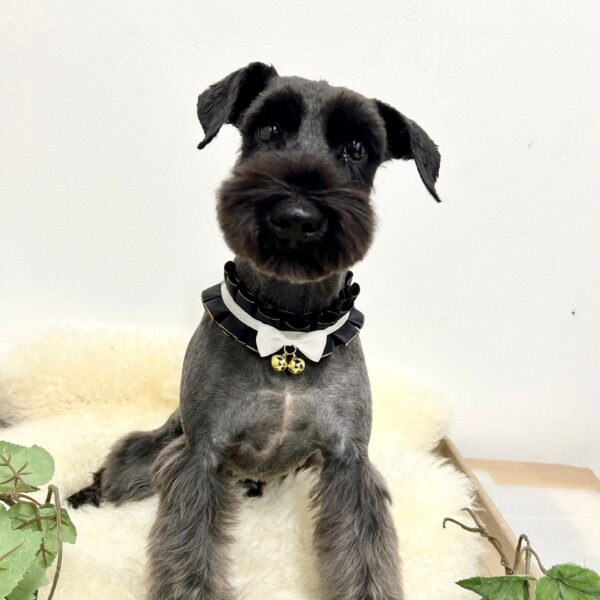 里親様募集 M君 | 【公式】子犬のブリーダー・ミニチュアシュナウザー