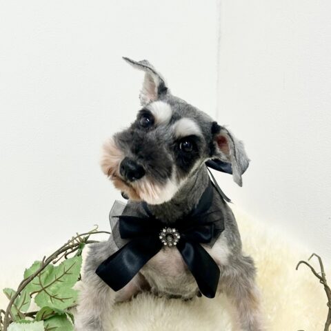 お母さん卒業犬　Kちゃんサムネイル