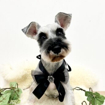 お母さん卒業犬　Wちゃんサムネイル