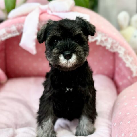 ミニチュアシュナウザー　くぐみ・１ちゃんサムネイル