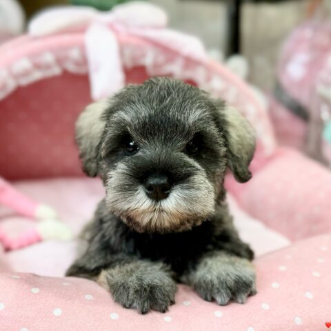 ミニチュアシュナウザー　ほのな・１ちゃんサムネイル