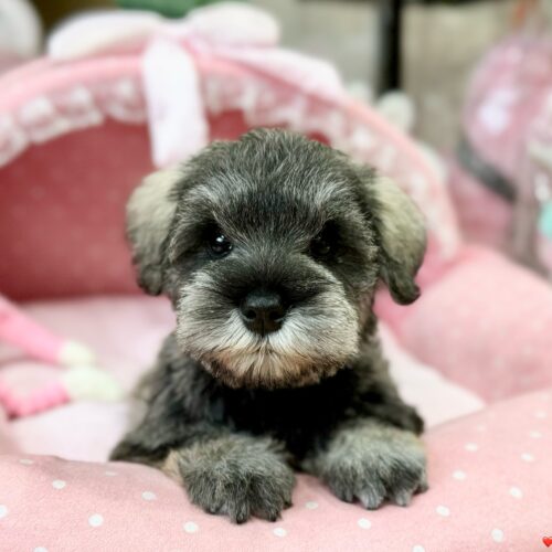 ミニチュアシュナウザー　ほのな・１ちゃん