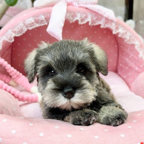 ミニチュアシュナウザー　ほのな・２ちゃんサムネイル