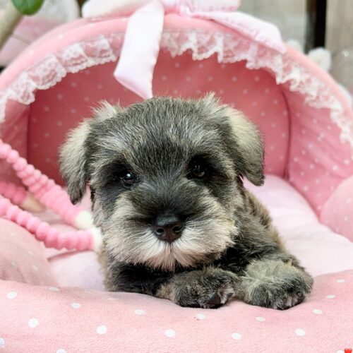 ミニチュアシュナウザー　ほのな・２ちゃん