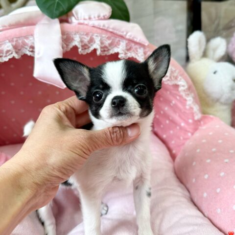チワワ　メロン・１君（スムース）サムネイル