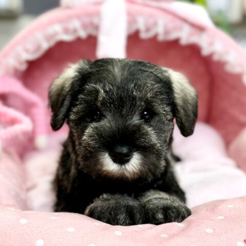 ミニチュアシュナウザー　ポピー・１ちゃんサムネイル