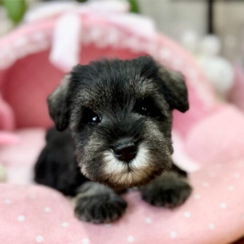 ミニチュアシュナウザー　くぐみ・２ちゃん