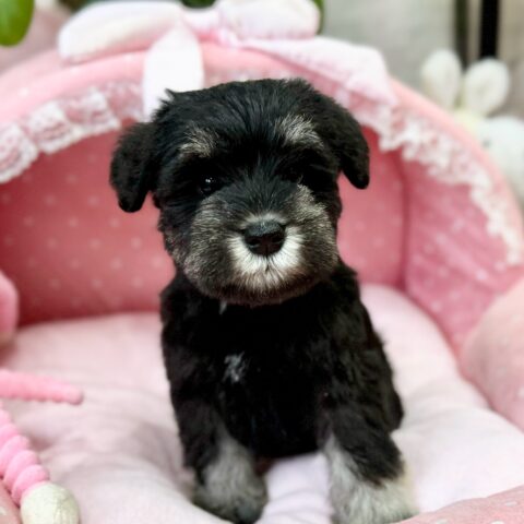 ミニチュアシュナウザー　くぐみ・３ちゃんサムネイル