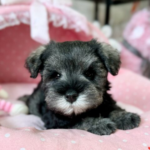 ミニチュアシュナウザー　七花・３君サムネイル