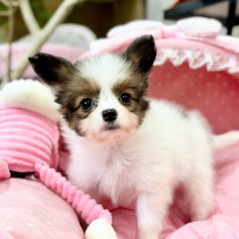 パピヨン　バンダナ・１ちゃんサムネイル