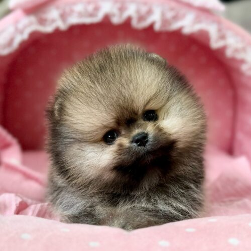 ポメラニアン　ロン・１ちゃん