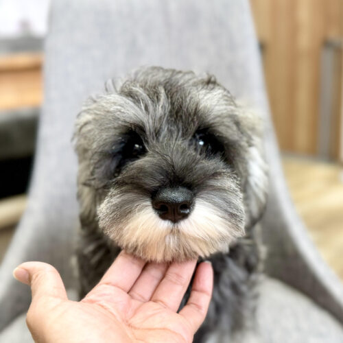 ミニチュアシュナウザー　かえで・２君