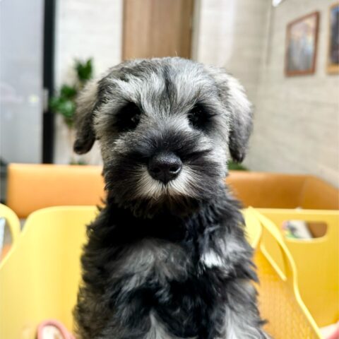 ミニチュアシュナウザー　かえで・１ちゃんサムネイル