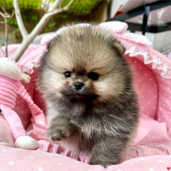 ポメラニアン ロン・1ちゃん | 【公式】子犬のブリーダー・ミニチュア