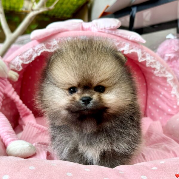 ポメラニアン ロン・1ちゃん | 【公式】子犬のブリーダー・ミニチュア