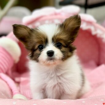 パピヨン　バンダナ・２ちゃんサムネイル