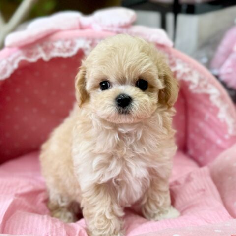 マルプー　メルモ・２ちゃんサムネイル