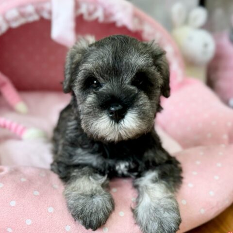 ミニチュアシュナウザー　七花・４ちゃんサムネイル