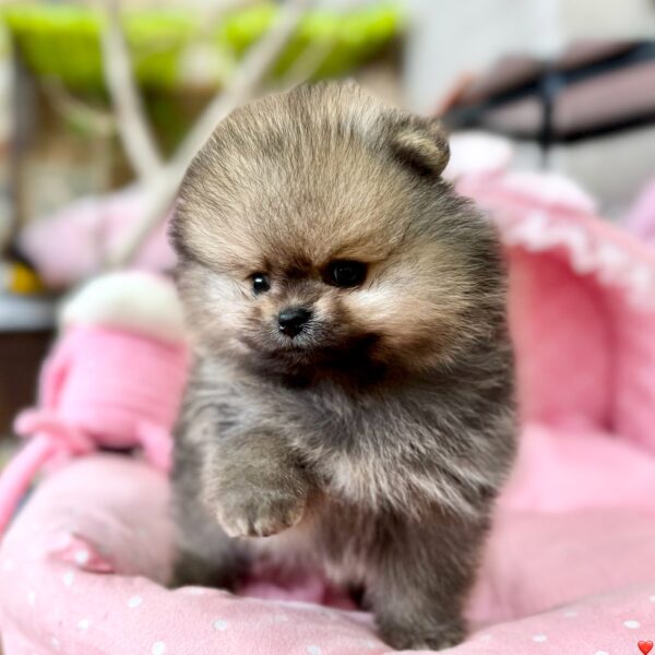 ハンドメイド　オーダー受付ページ　♡マシュマロ ココア　ポメラニアン　パネル♡ ハンドメイド オーダー受付ページ ♡マシュマロ ココア ポメラニアン