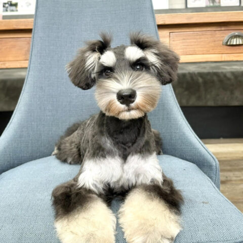 ミニチュアシュナウザー　らいか・３ちゃんサムネイル
