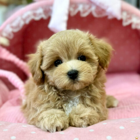 マルプー　まう・２ちゃんサムネイル