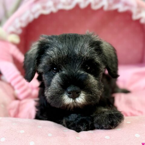 ミニチュアシュナウザー　優・２ちゃんサムネイル