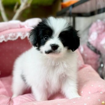 パピヨン　ゆか・３ちゃんサムネイル