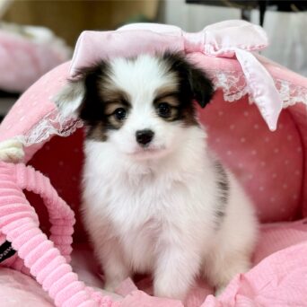 パピヨン　ゆか・４ちゃんサムネイル