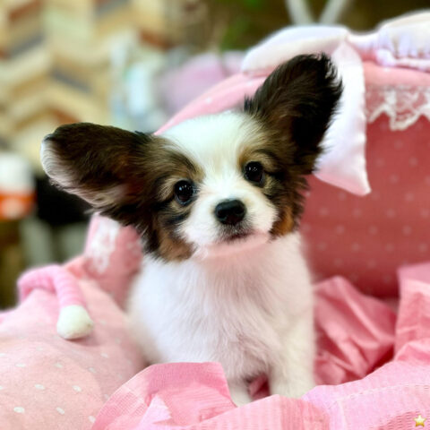 パピヨン　もこもこ・１ちゃんサムネイル